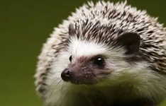 一只野生刺猬能卖多少元（一只野生刺猬能卖多少元钱）