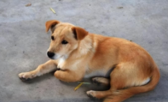 建议穷人养的10种狗 宠物（建议穷人养的10种狗 宠物品种）