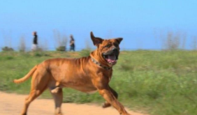 土佐犬和比特犬哪个厉害（土佐和比特谁厉害）