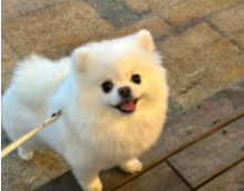混血博美长大什么样的（混血博美能长多大）
