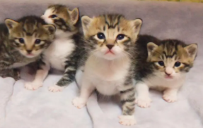 狸花猫一般能生几个小猫（狸花猫一次生几个宝宝）