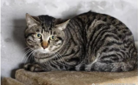 狸花猫不喜欢主人的表现（狸花猫不亲近主人）