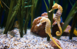 海马属于什么纲目（海马属于什么纲目动物）