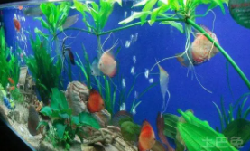 宠物鱼在水族箱中需要哪种设备才能养（水族箱内观赏鱼养殖需要哪些设备）