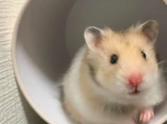 适合养在课桌里的宠物（适合养在课桌里的宠物）