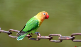 费氏牡丹鹦鹉可以养吗（费氏牡丹鹦鹉养犯法吗）