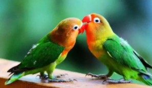 家庭养鸟需要办什么证（家庭养鸟怎么办许可证）