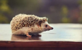 看见刺猬好还是坏事（碰见刺猬的预兆）