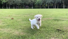 拉布拉多3个月的样子（杂交的拉布拉多长什么样）