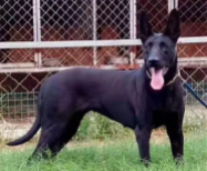 中国黑狼犬幼崽价格（中国黑狼犬幼崽价格多少）