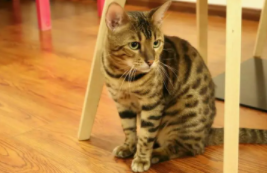 狸花猫一般卖多少钱（狸花猫卖多少钱一只）