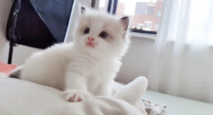 世界上最漂亮的猫是什么猫（世界上最漂亮的猫是谁）