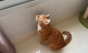 中华田园猫多少钱一只幼崽（中华田园猫多少元一只）