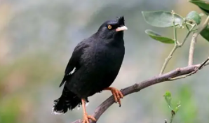 最受欢迎的宠物鸟（最受欢迎的宠物鸟有哪些）