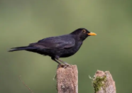 宠物店寄养小鸟多少钱（宠物店寄养小鸟）