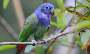 宠物鸟种类大全（各类宠物鸟）