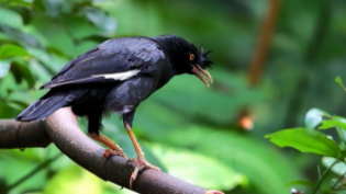 宠物鸟种类以及图片大全（宠物鸟都有哪些种类）