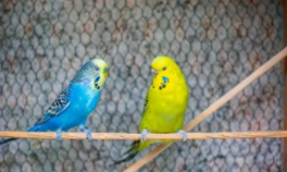 宠物鸟种类和价格排行（宠物鸟大全图片及名称）