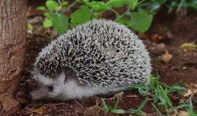 刺猬的饲养方法（捡到刺猬是什么预兆）