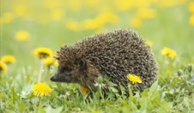 刺猬吃啥啊（请问刺猬吃什么）