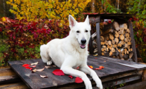 瑞士牧羊犬容易生病吗（瑞士牧羊犬适合家养吗）