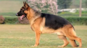 普通牧羊犬吃什么（牧羊犬一般吃什么食物）