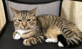 狸花猫一只多少钱（小狸花猫多少钱一只）