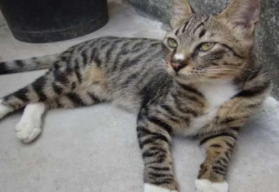 狸花猫英文（狸花猫英文介绍）