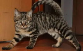 狸猫翻译成英文（狸猫 翻译）