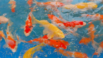 北方冷水观赏鱼的种类（北方冷水观赏鱼有哪些品种）