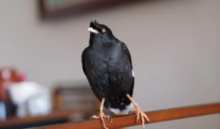 八哥鸟网购一只几元（八哥幼鸟网购）