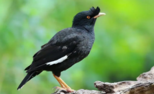 常见的宠物鸟大全（宠物鸟名称）