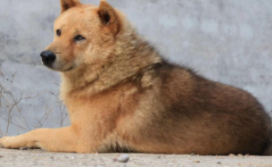 田园犬最好的品相（田园犬怎么样）