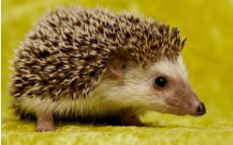 刺猬对主人会有感情吗（刺猬看见人不跑代表什么）