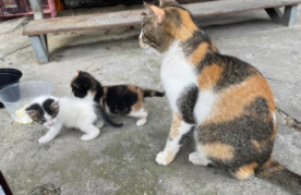 流浪猫认主的表现（流浪猫开始认主人）