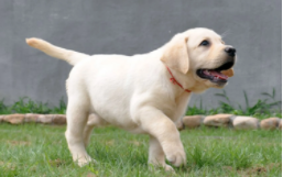 拉布拉多最难养的阶段（拉布拉多最难养的阶段,是一岁半吗）