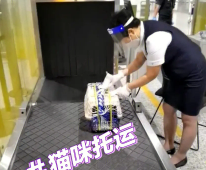 坐飞机托运猫咪需要什么手续（飞机托运猫咪需要什么证明）