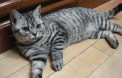 纯种狸花猫多少钱（狸花猫猫多少钱一只纯种）