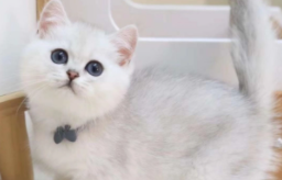 银渐层猫一只多少价格（银渐层猫一只大约多少钱）