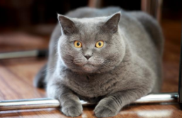 不同品种的猫的价格（不同品种的猫的价格区别）