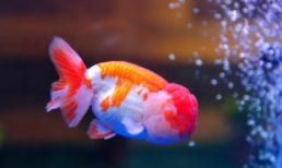 观赏鱼的种类识别（观赏鱼分类名称大全）