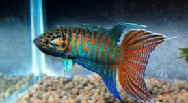 观赏鱼种类（观赏鱼种类冷水鱼）