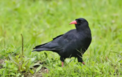 能放飞的宠物鸟有哪些（能放飞的宠物鸟有哪些种类）