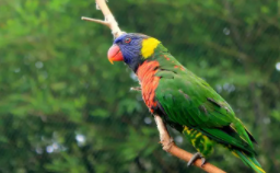 宠物鸟有哪些?（宠物鸟有哪些疾病需要特别注意）