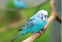 宠物鸟有哪些品种图片（宠物鸟有哪些）