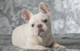 狗一年相当于几岁（狗一年相当于几岁智商）