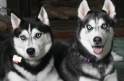 狗狗最后一口气要撑多久（狗狗最后一口气要撑多久 快不行的征兆有哪些-宠物汇）