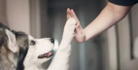 广州可以养大型犬吗（广州可以养的中型犬）