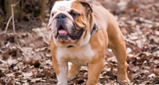 英国斗牛犬属于什么体型（英国斗牛犬属于什么体型犬）