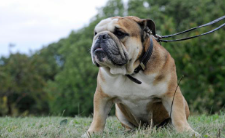 美国斗牛犬和恶霸犬的区别（美国斗牛犬和恶霸犬哪个厉害）